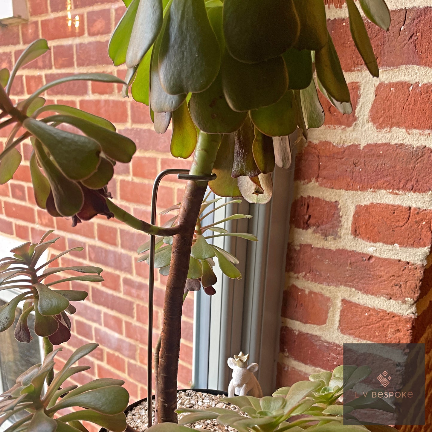 Aeonium Stem / Plant Support