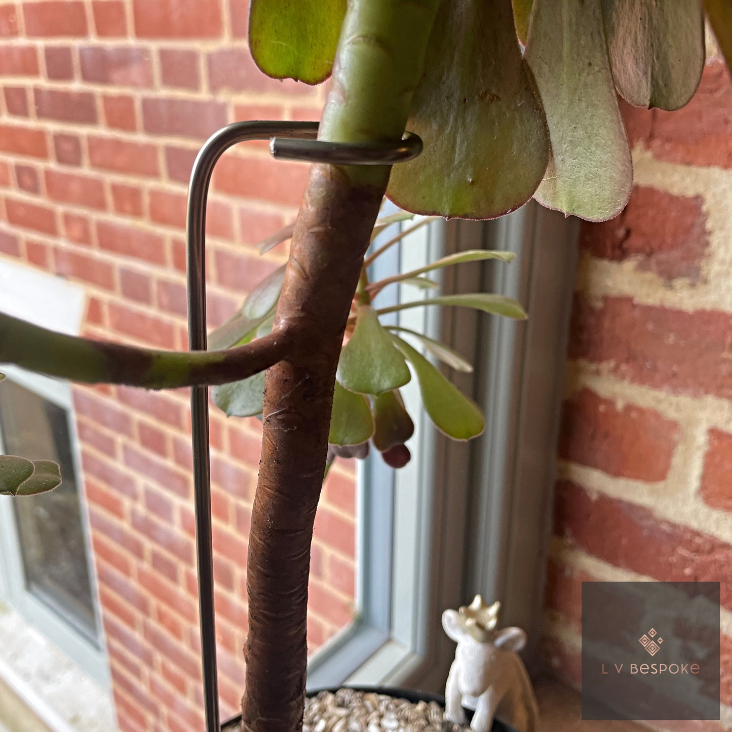 Aeonium Stem / Plant Support