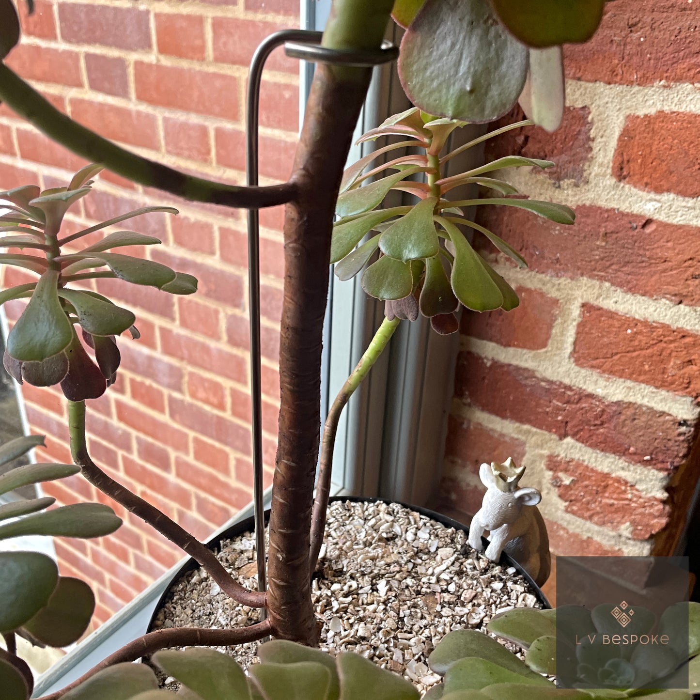 Aeonium Stem / Plant Support