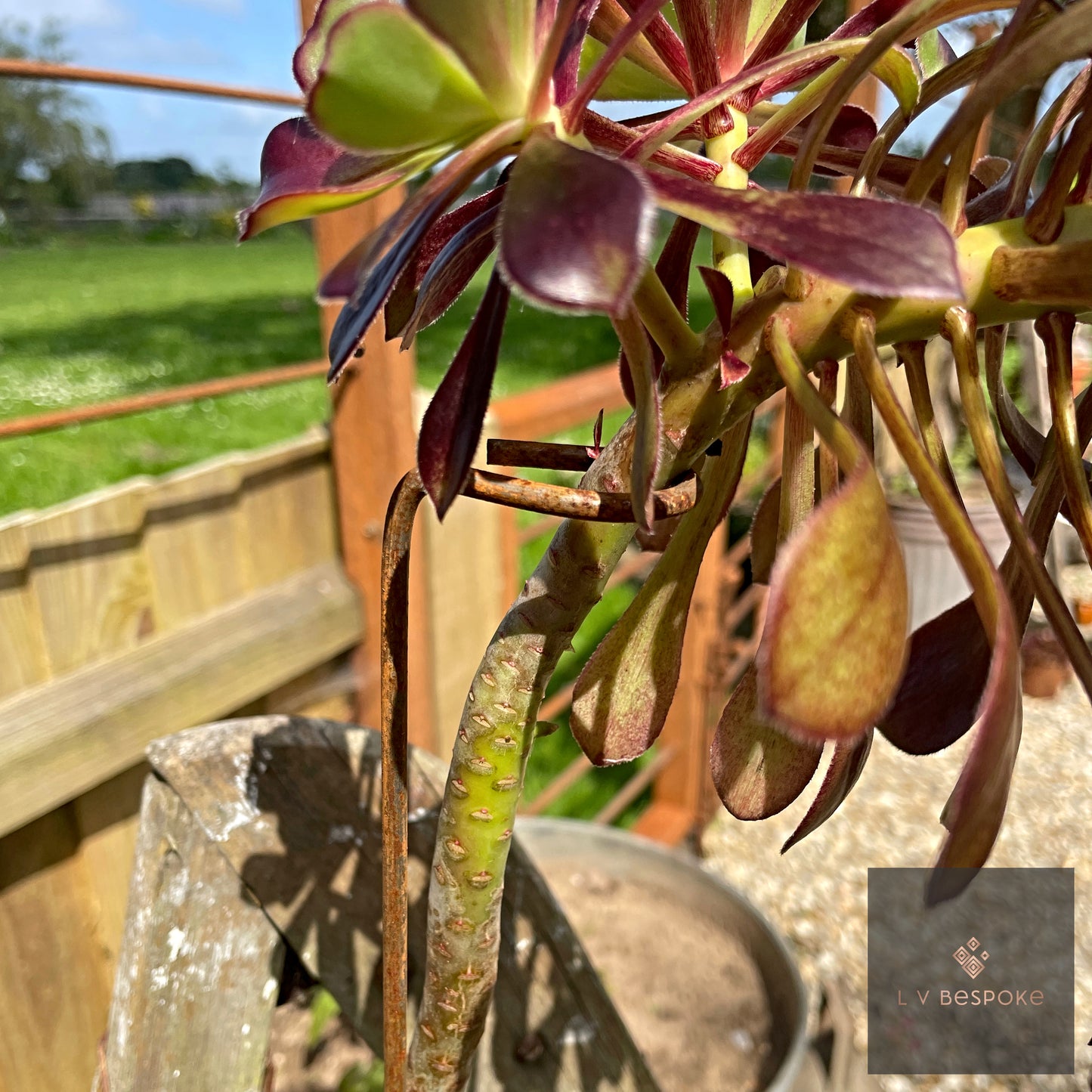 Aeonium Stem / Plant Support