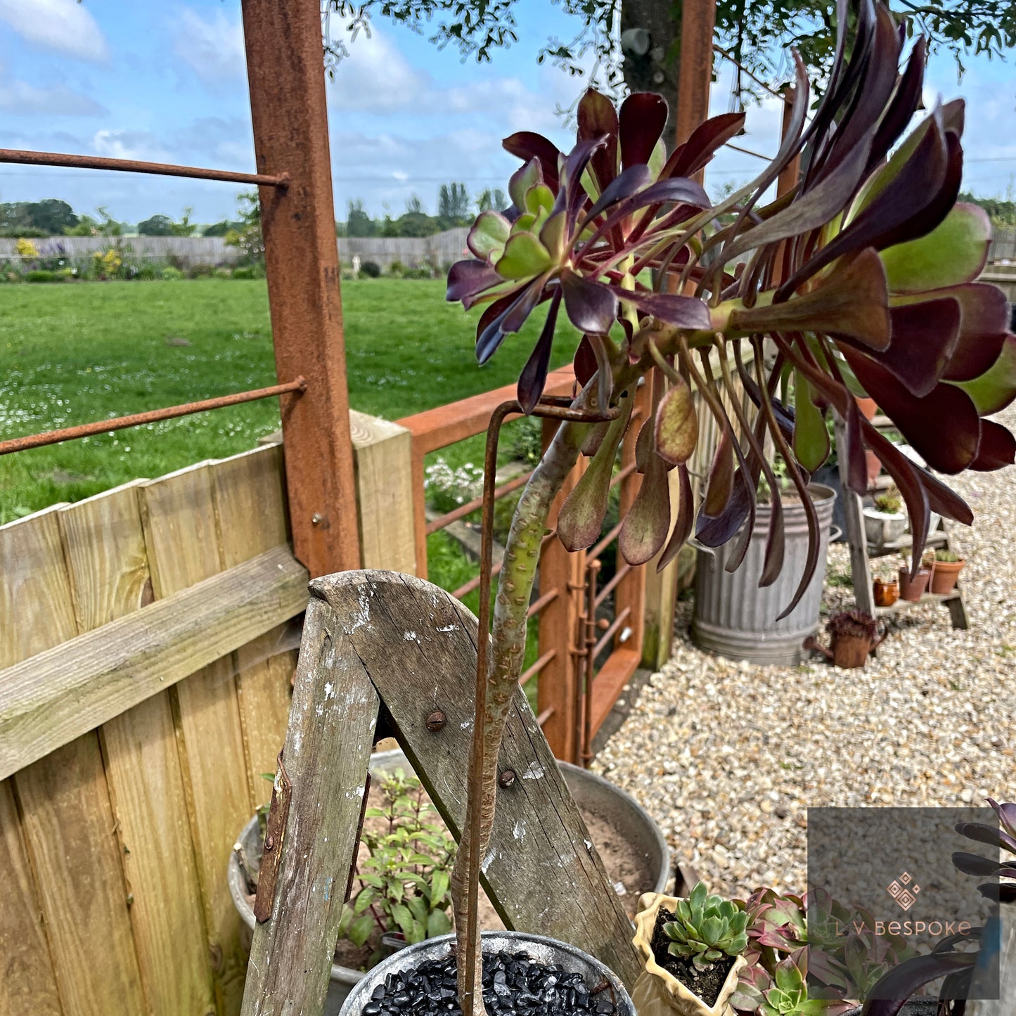 Aeonium Stem / Plant Support