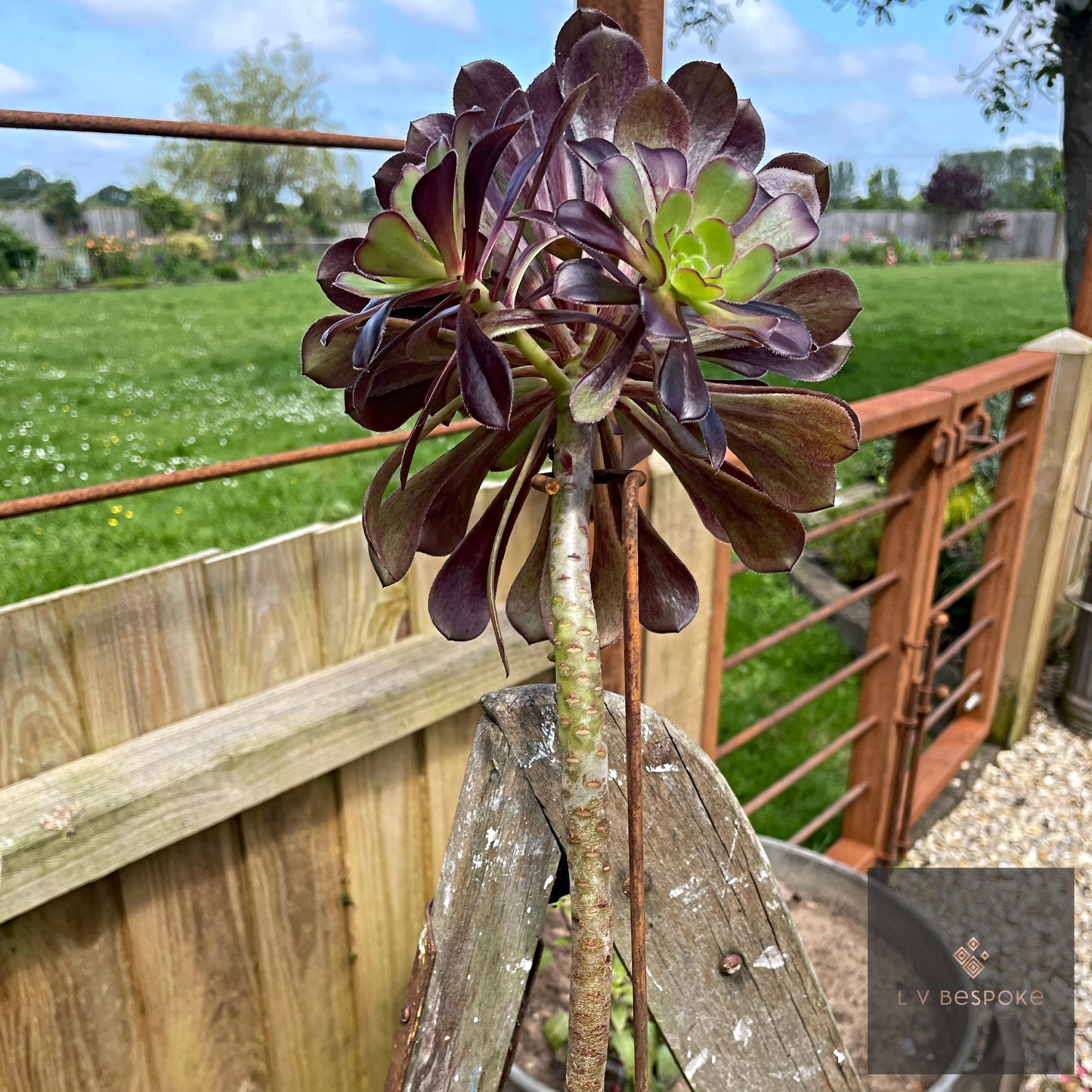 Aeonium Stem / Plant Support