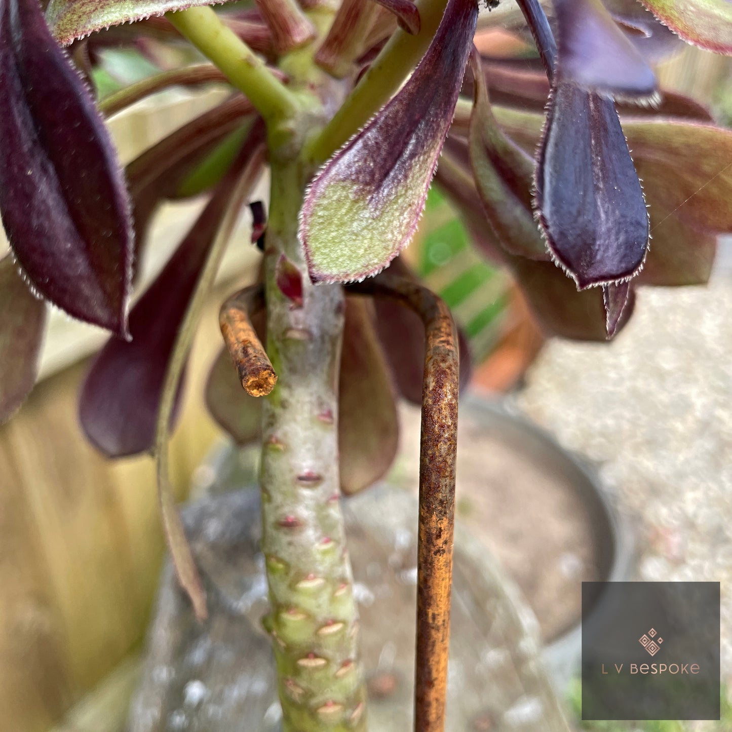 Aeonium Stem / Plant Support