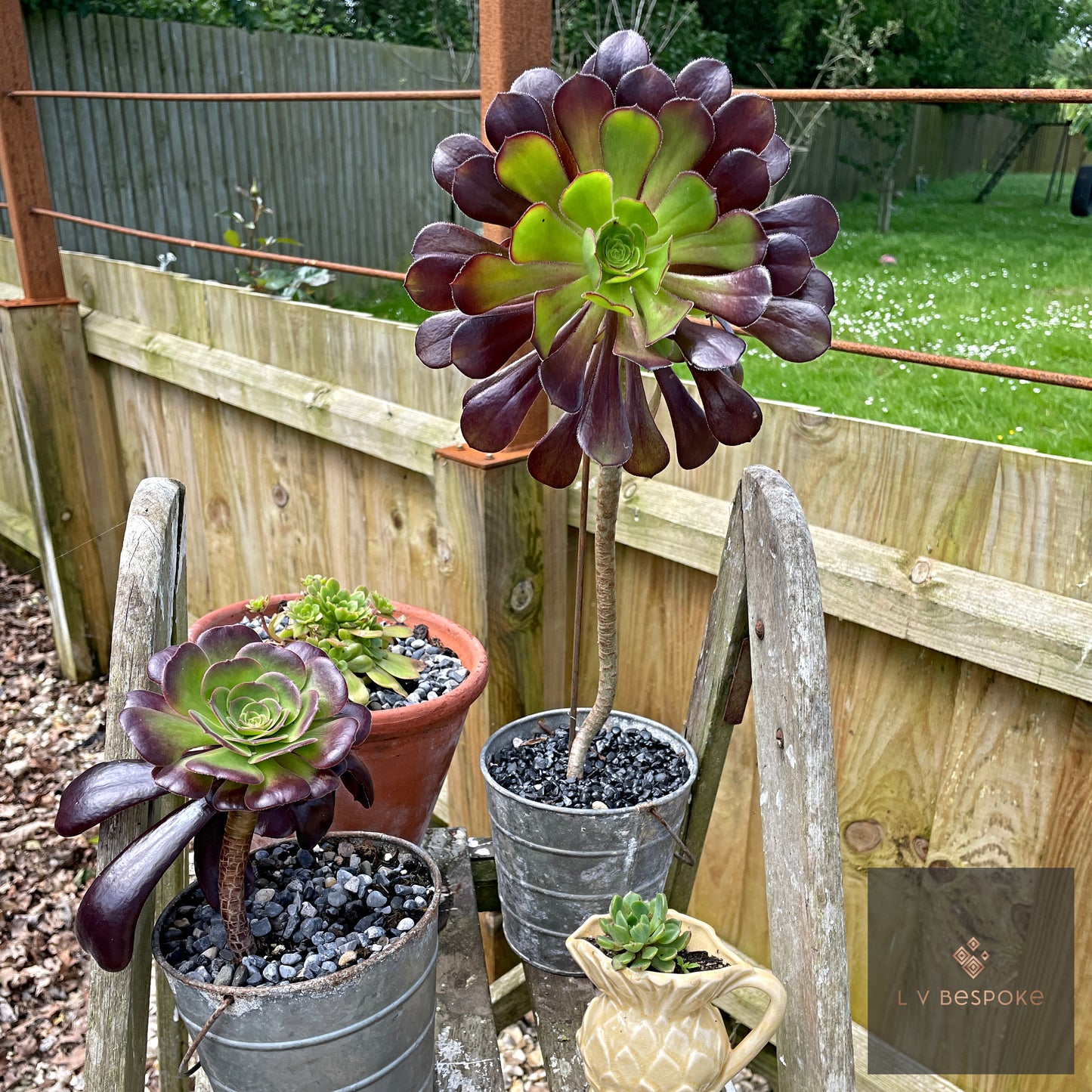 Aeonium Stem / Plant Support