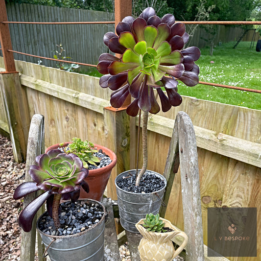 Aeonium Stem / Plant Support