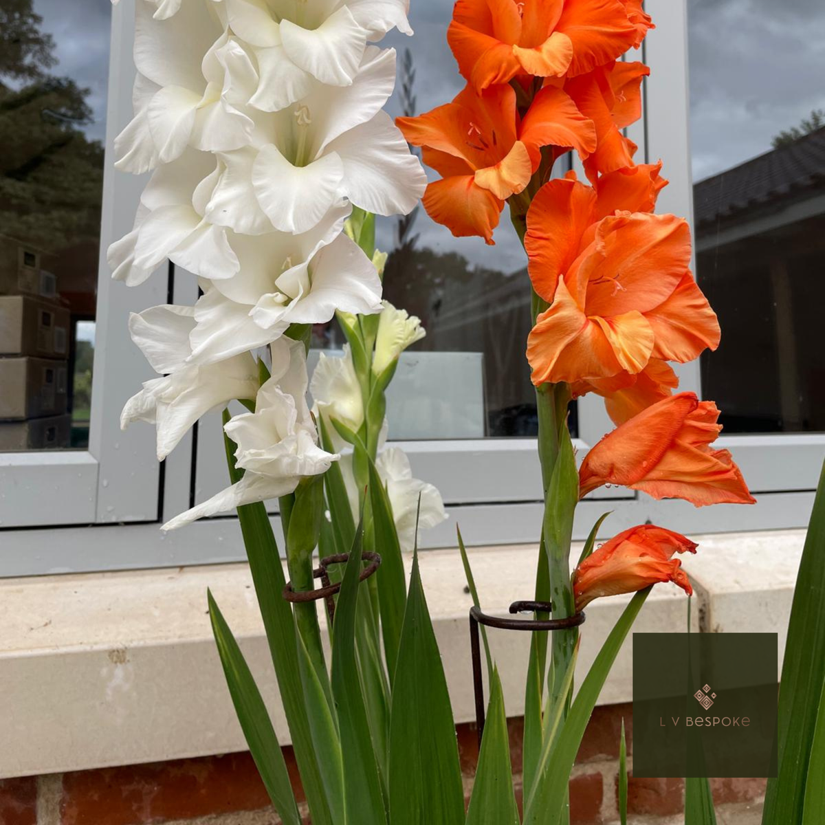 Single Stem Plant Support